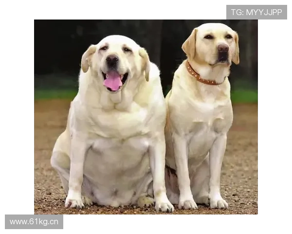 安赛龙家的冰箱里塞满了有机蔬菜，训练完还要给狗做低脂餐